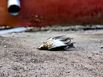 Close-up of a bird on land