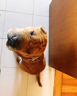 High angle view of dog on tiled floor
