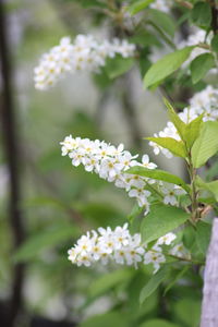 Close-up of white flowering plant