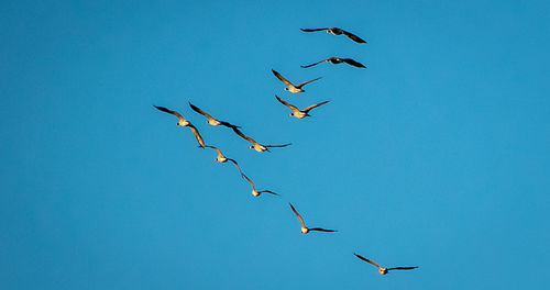 Low angle view of birds flying against blue sky