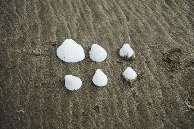 High angle view of shells on sand