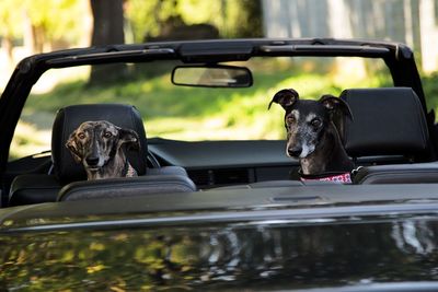 Portrait of dog in car