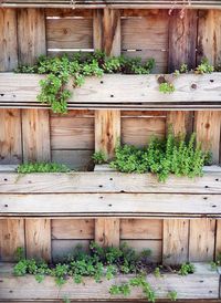 Plants growing in field