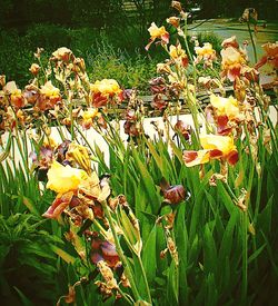 Yellow flowers blooming on field