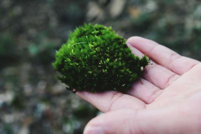 Close-up of hand holding plant