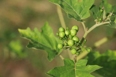 Close-up of fruit growing on plant