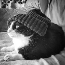 Close-up of cat sitting on bed