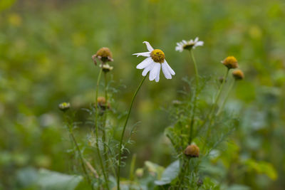 Close-up of white flowering plant