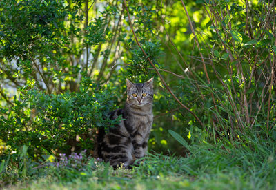 Portrait of cat sitting on grass