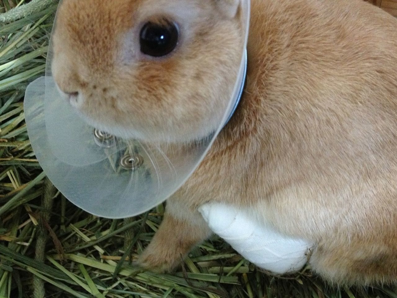 animal themes, one animal, domestic animals, mammal, animal head, close-up, high angle view, pets, animal body part, brown, indoors, no people, field, grass, white color, zoology, day, portrait, looking at camera