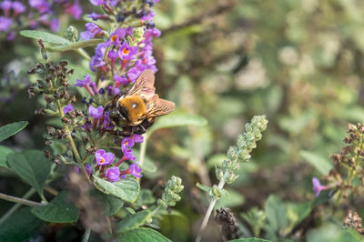 Close-up of bee pollinating on flower