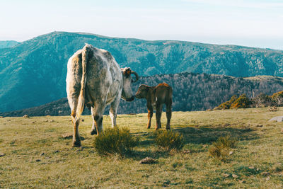 Horses in land