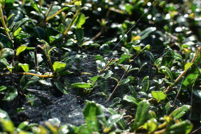 Full frame shot of plants