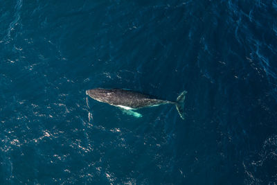 Cruising open waters