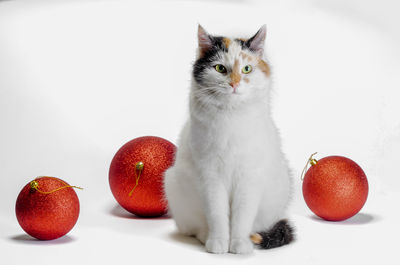 Close-up of cat against white background