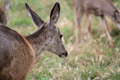 Close-up of deer on field