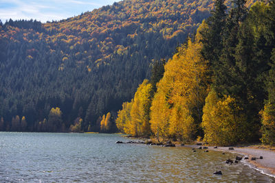 Scenic view of river amidst trees in forest