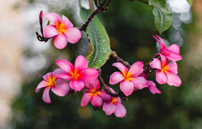 Close-up of pink flowering plants