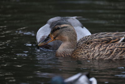 Duck swimming in lake