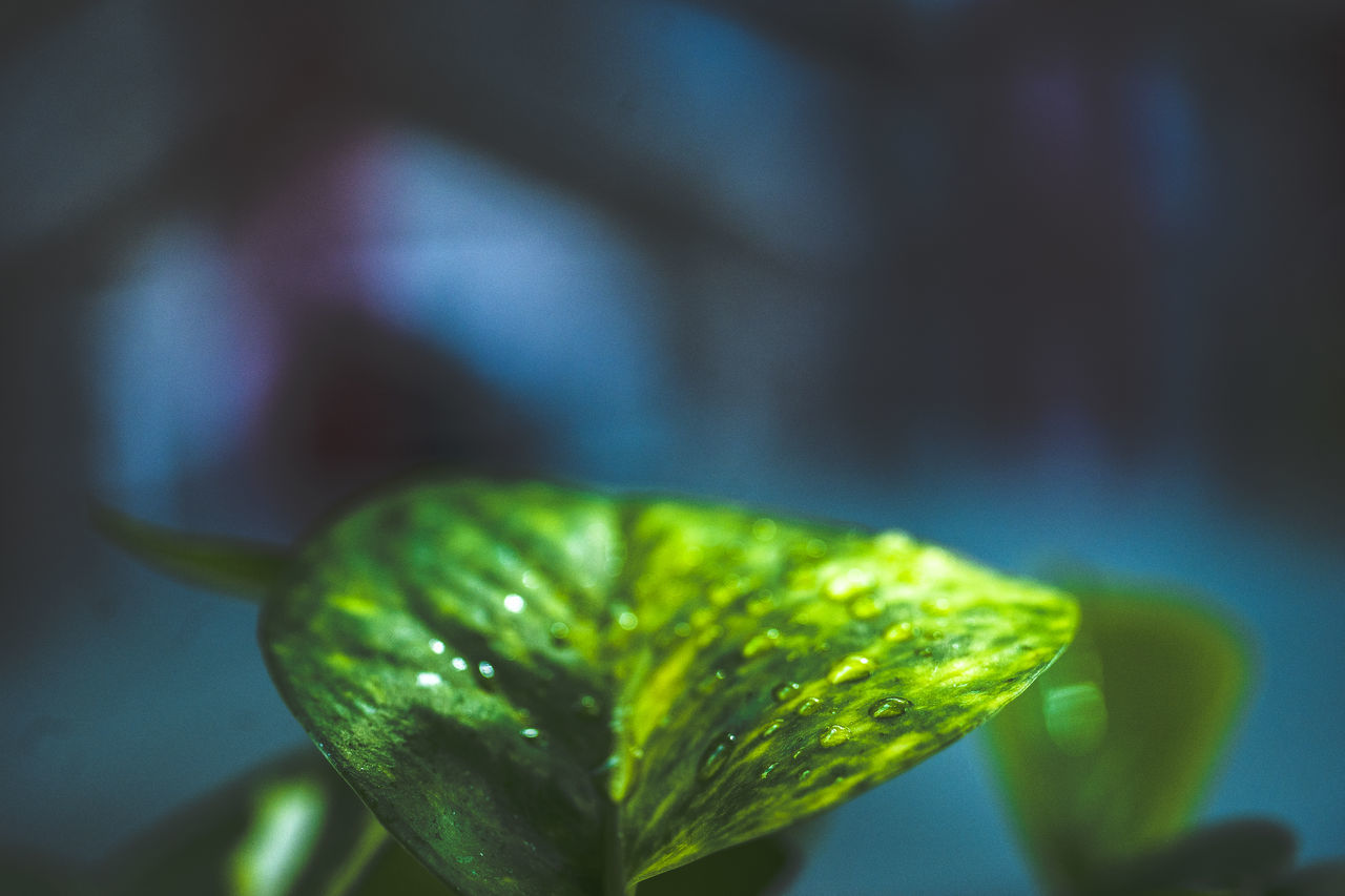 CLOSE-UP OF WATER DROPS ON GREEN LEAF