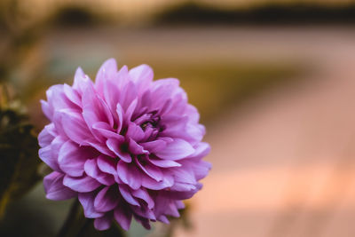 Close-up of pink flower