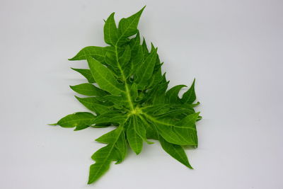 High angle view of leaves against white background
