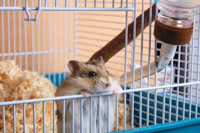 Close-up of an animal in cage