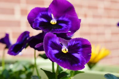 Close-up of purple flowers blooming