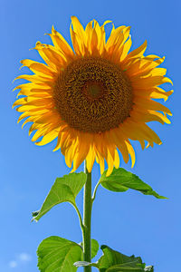 Close-up of sunflower against sky