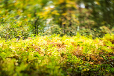 Close-up of plants growing on field