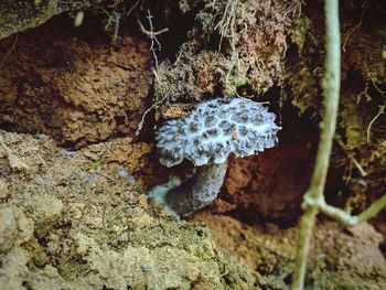Close-up of mushroom on rock