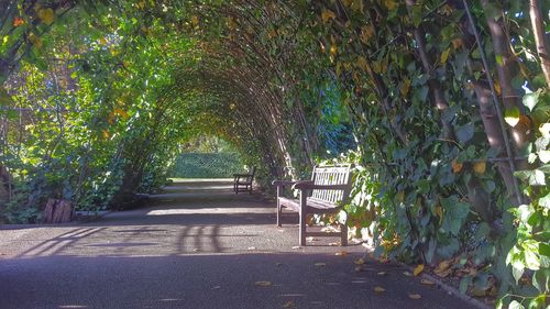 Footpath amidst trees