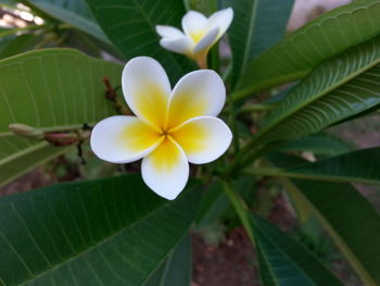 Close-up of yellow flower