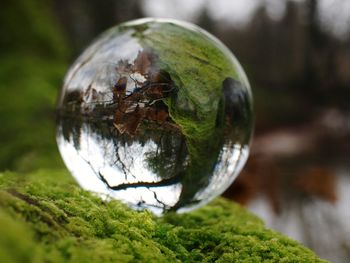 Close-up of crystal ball on tree