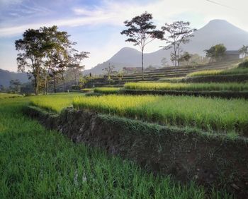 Scenic view of agricultural field against sky