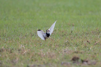 Bird flying over a field