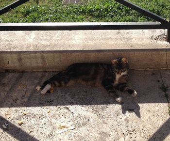 Cat lying on tiled floor
