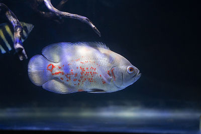 Close-up of fish swimming in aquarium