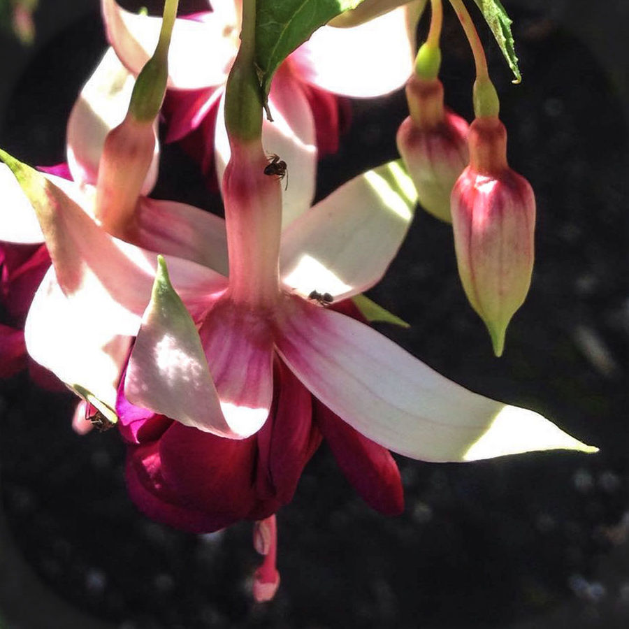 CLOSE-UP OF PINK FLOWERS BLOOMING