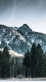 Trees in forest against sky during winter