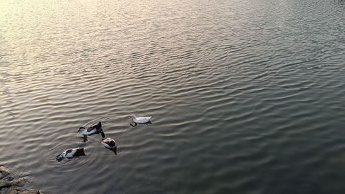 High angle view of ducks swimming in lake