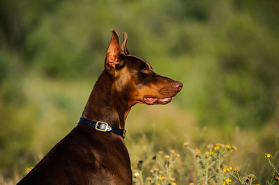 Close-up of doberman pinscher on field