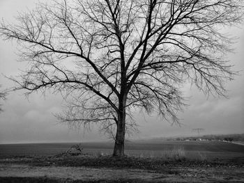 Bare tree by sea against sky during winter