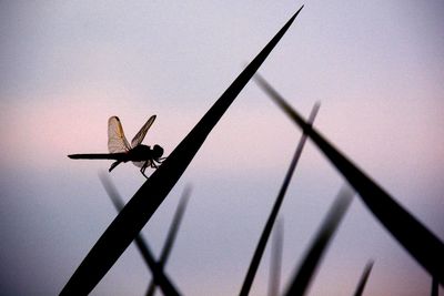 Dragonfly on silhouette plant against sky during sunset