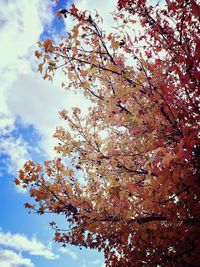 Low angle view of trees against sky