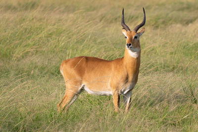 Uganda kob, kobus thomasi, national parks of uganda