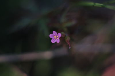 Close-up of pink flowering plant