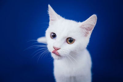 Close-up of white cat against blue background