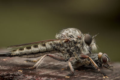 Close-up of insect