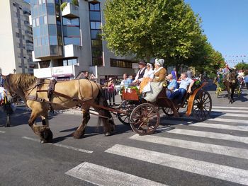 View of horses on street in city